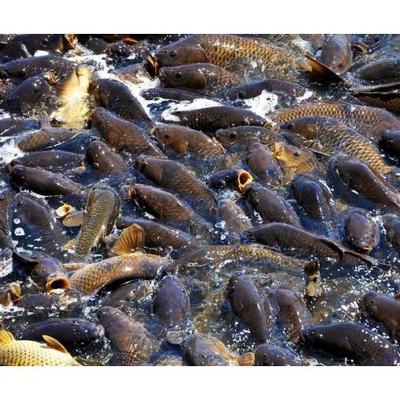 鲫鱼养殖与水产品收购 产业联动促发展