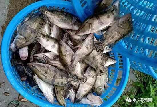 中秋前水产市场现分化 常规鱼价“跳水”，黑鱼价格坚挺