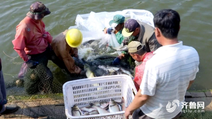 鱼跃人欢庆丰收 聊城“扶贫鱼”带动水产品收购热