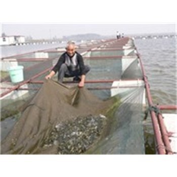 辽宁颜杨水产 水产品收购产业链中的玉米收购业务解析