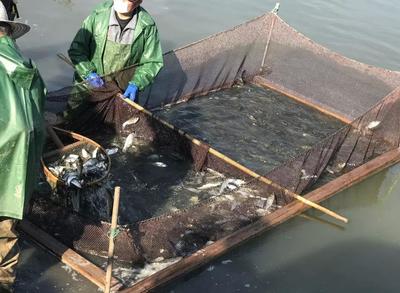 春回大地润江流 崇明19万尾鱼苗入江记